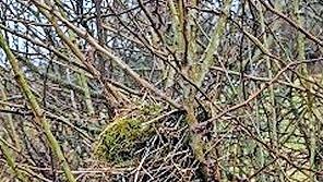 Ein verlassenes Nest in einer Hecke ist deutliches Zeichen, dass es sich um einen wertvollen Lebensraum handelt.