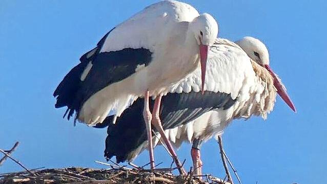 Storchenpaar im Nest auf dem Schlot der Brauerei Heller