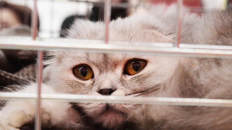 Hat das Tierheim Ansbach tote Katzen im Müll entsorgt? Polizei nimmt Ermittlungen auf