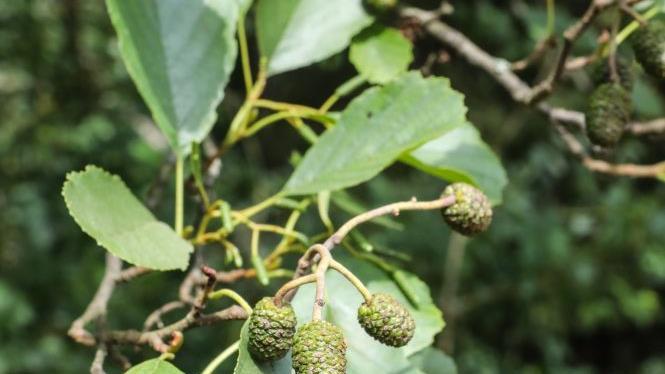 Die Erle flankiert die kleinen Waldbachläufe wie den Reuthbach. Foto: Barbara Herbst