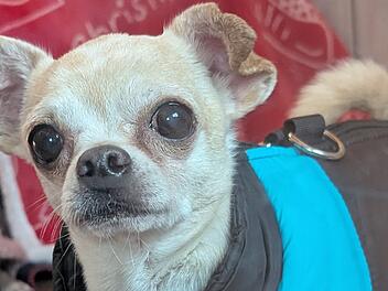 Tierheim Bamberg:"Kleiner Prinz" aus Zeitmangel abgegeben