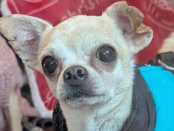 Tierheim Bamberg:"Kleiner Prinz" aus Zeitmangel abgegeben