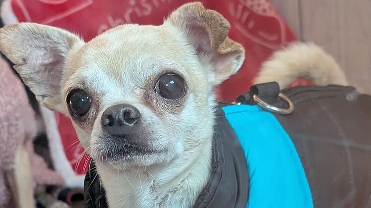 Tierheim Bamberg:"Kleiner Prinz" aus Zeitmangel abgegeben