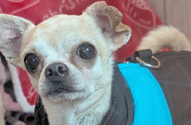 Tierheim Bamberg:"Kleiner Prinz" aus Zeitmangel abgegeben