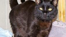 Kater Max ist nicht nur neugierig, sondern schmust gerne. Foto: privat