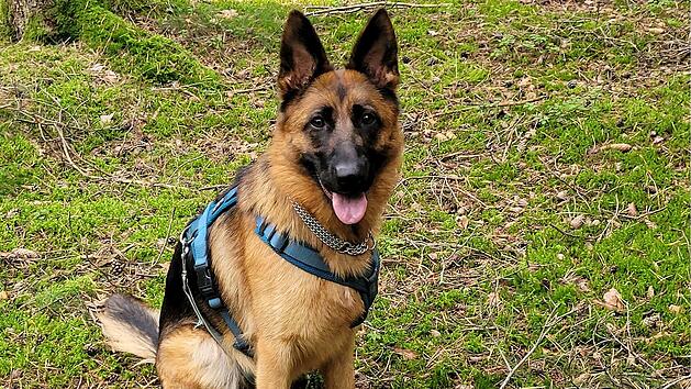 Tierheim Kulmbach: Sch&auml;ferh&uuml;ndin Lessi wegen &Uuml;berforderung und Zeitmangel abgegeben