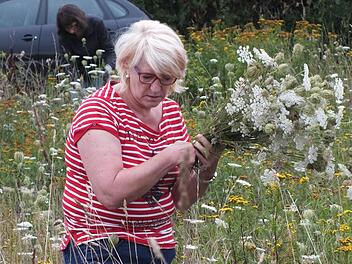Agnes Graf sammelt auf der Streuobstwiese in Beutelsdorf Wildpflanzen für die Wurzbüschel zu Mariae Himmelfahrt.