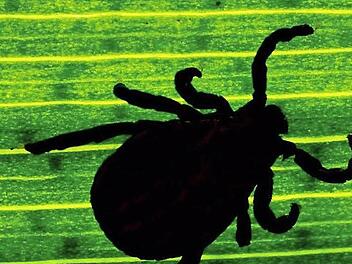 Klein, aber nicht ungefährlich: Die Zecken sind wieder auf dem Vormarsch. Foto: Patrick Pleul/dpa