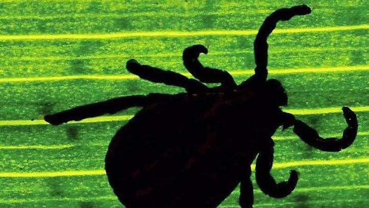 Klein, aber nicht ungefährlich: Die Zecken sind wieder auf dem Vormarsch. Foto: Patrick Pleul/dpa