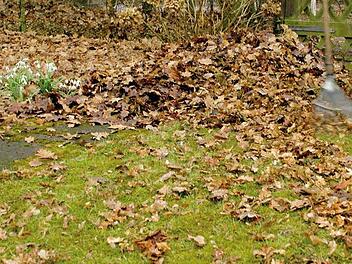 Man sollte im Frühling nicht das Herbstlaub unter den Sträuchern und Stauden herauskratzen. (Foto: Jens Schierenbeck / dpa)