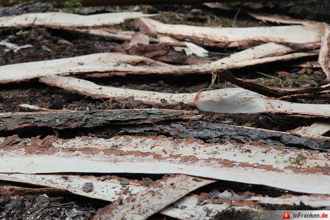 Voloprojekt: Baum fällt