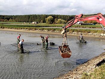 Heinrich Süß (vorne links) und die anderen Helfer brachten die Karpfen mithilfe eines Minibaggers an Land. Richard Sänger