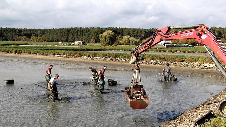 Heinrich Süß (vorne links) und die anderen Helfer brachten die Karpfen mithilfe eines Minibaggers an Land. Richard Sänger
