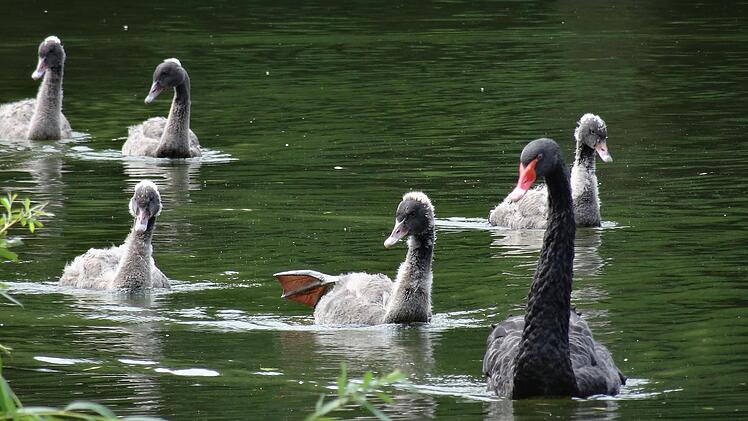 Schwanen-Nachwuchs in der Rosenau Ende JuliFoto: Jochen Berger