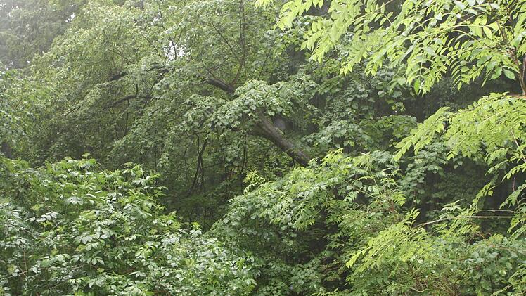 Zahlreiche Bäume im Bausenberg fanden im aufgeweichten Boden keinen Halt mehr und stürzten um.
