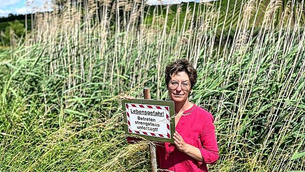 Biber besch&auml;digt Teich in Obervolkach