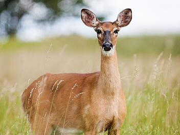 Kreis Kulmbach: Rehe springen plötzlich auf die Straße - Zwei Verletzte bei Auffahrunfall nach Vollbremsung