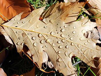 Symbolbild: Herbst, Regen