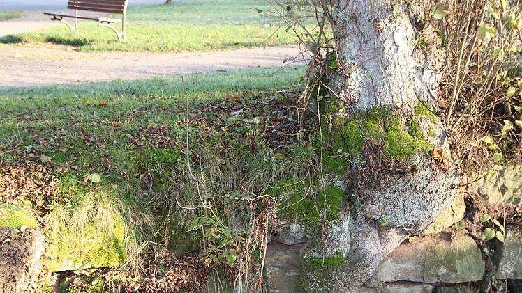 Für diesen Baum am Ufer des Mühlgrabens sieht es nicht gut aus.