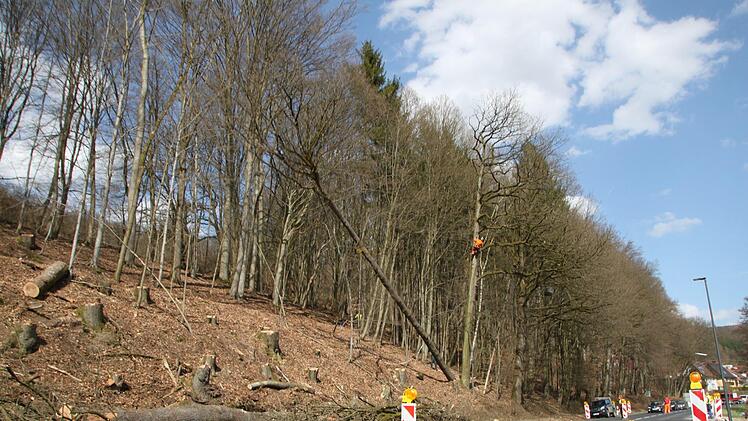Fällarbeiten entlang der Kissinger Straße in Bad Brückenau im Frühjahr 2018 Foto: Ulrike Müller