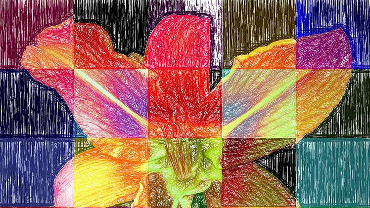 Variationen einer Lilie am Wegesrand.  Foto: Dieter Britz