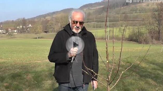 Beim Obstbaumschnitt kann man vieles richtig, aber auch vieles falsch machen. Unser Gartenexperte Jupp Schr&ouml;der zeigt im Video, was es zu beachten gilt. Foto: Lisa Schuberth/Screenshot