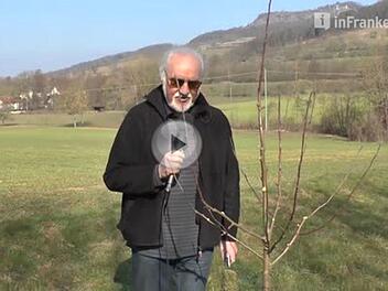 Beim Obstbaumschnitt kann man vieles richtig, aber auch vieles falsch machen. Unser Gartenexperte Jupp Schröder zeigt im Video, was es zu beachten gilt. Foto: Lisa Schuberth/Screenshot