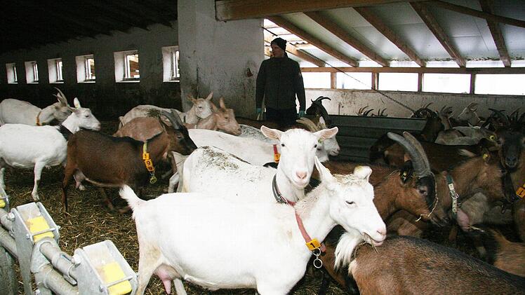 Ab zum Melken: Beim Zusammentreiben der Herde hat Dominik Greim keine Mühe.