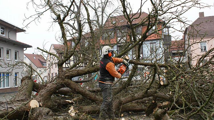 Vier Bäume sind bereits gefällt.Foto: Archiv/ Arkadius Guzy