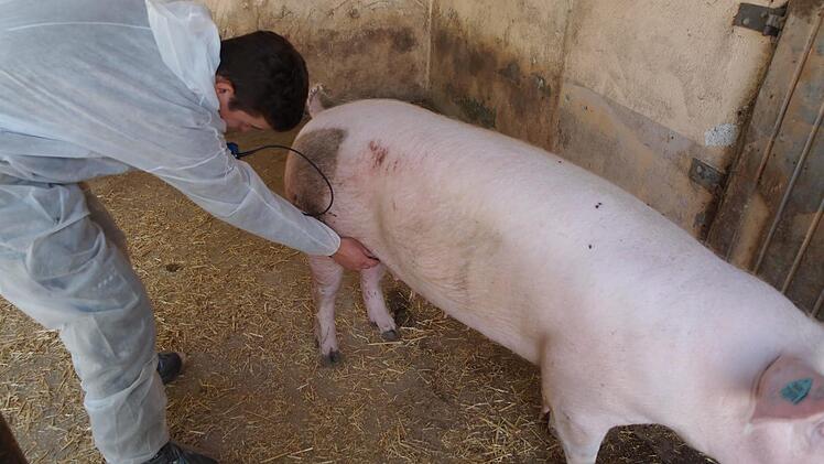 Ultraschall im Stall: Henrik Gieger testet mit dem sogenannten Pregtone, ob die Sau tr&auml;chtig ist.  Foto: Katrin Huber