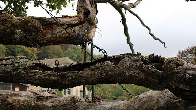 Auch Seile wurden gespannt, damit die Äste nicht abbrechen. Foto: Ulrike Müller