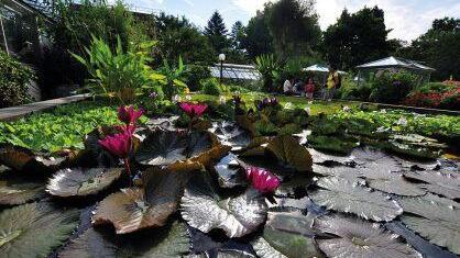Tropisches Wasserbecken. Foto: Botanischer Garten der FAU.