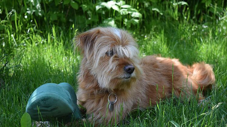 N&uuml;rnberg: Hundesteuer wird f&auml;llig - was Hundebesitzer beachten m&uuml;ssen
