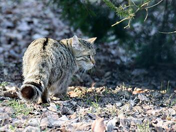 Eine ausgewachsene Wildkatze aus dem Wildpark Tambach Foto: M. Bäumler