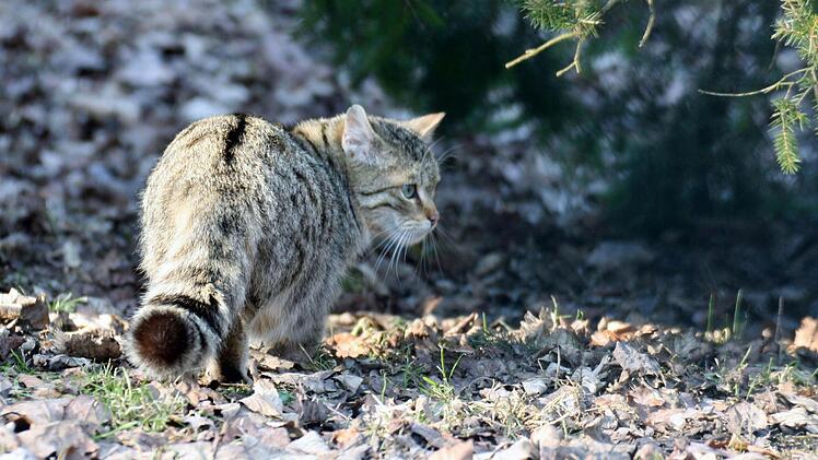 Eine ausgewachsene Wildkatze aus dem Wildpark Tambach Foto: M. Bäumler