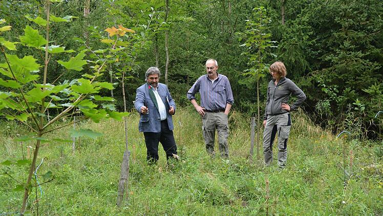 Heinrich Förster, Fridolin Zehner und Hannah Severin bei der Begutachtung eines Waldstücks. Foto: Björn Hein