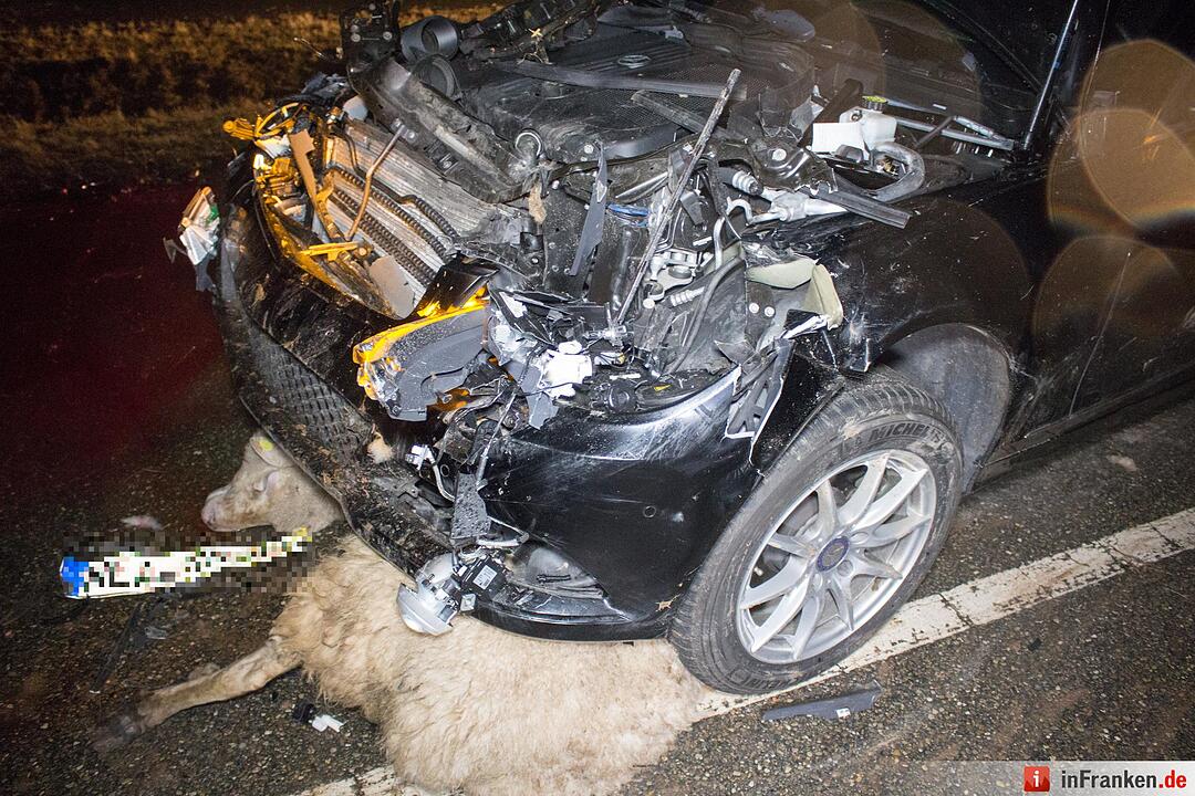 Über 30 Schafe tot: Autos fahren in ausgerissene Herde