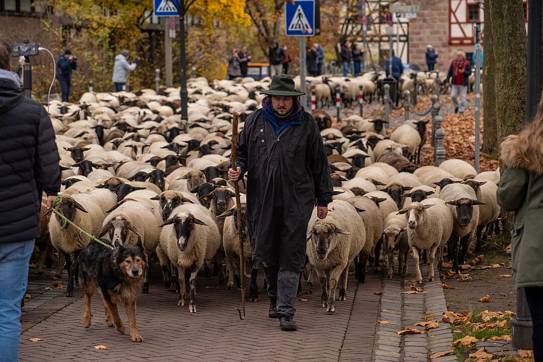 Hunderte Schafe ziehen durch Nürnberg - Naturspektakel in Bildern
