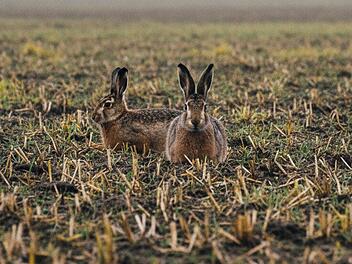 Feldhasen, Hasenpest