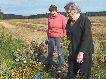 Karin Dummer und Rosi Gehr mit gesammelten Kr&auml;utern Foto: Manfred Welker