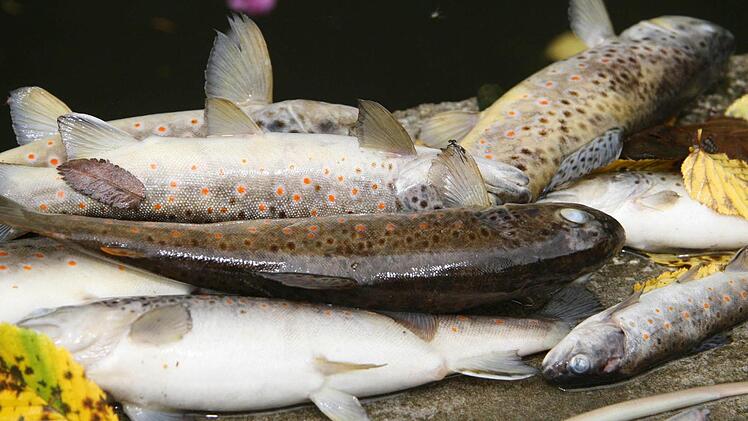 Tote Fische waren Mitte Oktober auf der Leuchse gesichtet worden.  Symbolbild: S. Adam