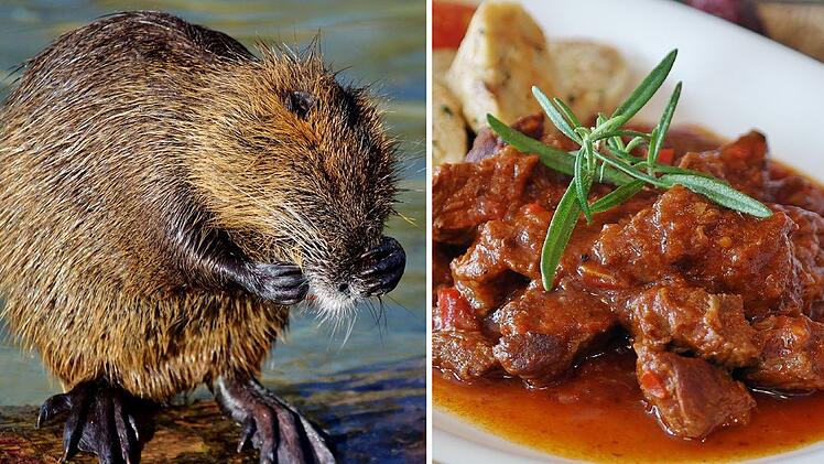 Symbolbild: Nutria/Biberratte, Gulasch/Ragout