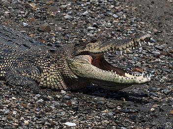 Krokodil in Indonesien