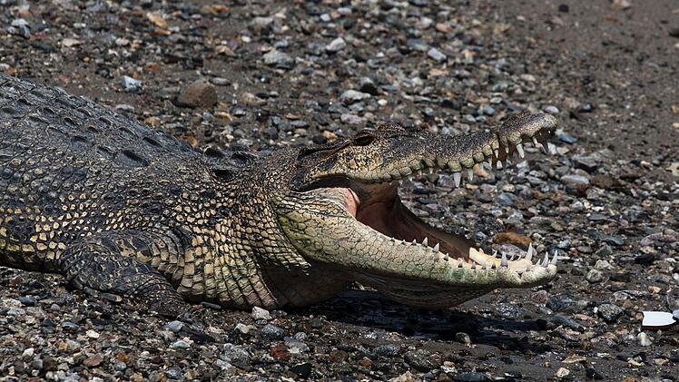 Krokodil in Indonesien