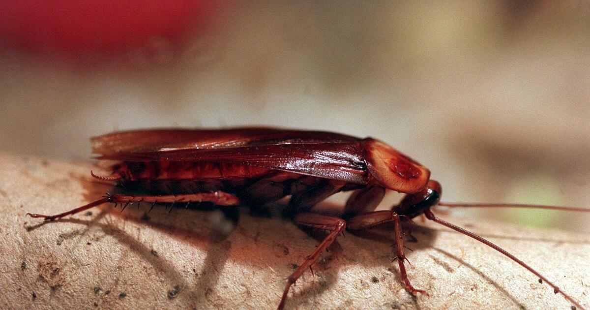 -Kakerlaken-Karma-Zoo-vergibt-Patenschaft-f-r-Rachs-chtige