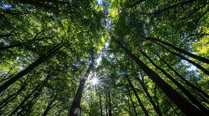 Iphofen: Eklige &Uuml;berraschung in Anh&auml;nger - Tierkadaver gefunden