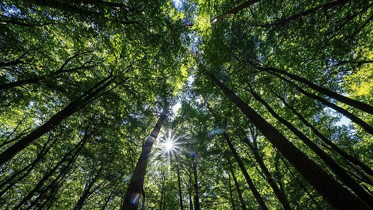Mischwald in Brandenburg