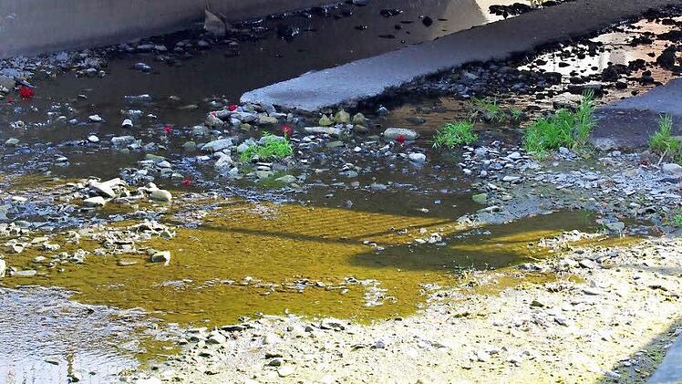 Der Kronach Fluss zwischen Spital- und Europabrücke hat auch schon mal andere Wasserstände gesehen.  Foto: Marco Meißner