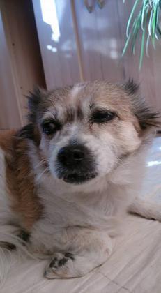 Welthundetag - Die tollsten Hunde der inFranken-Leser