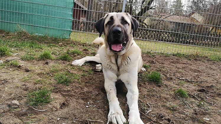 Tierheim Nürnberg: Hund Alfi